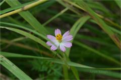 Cosmos caudatus